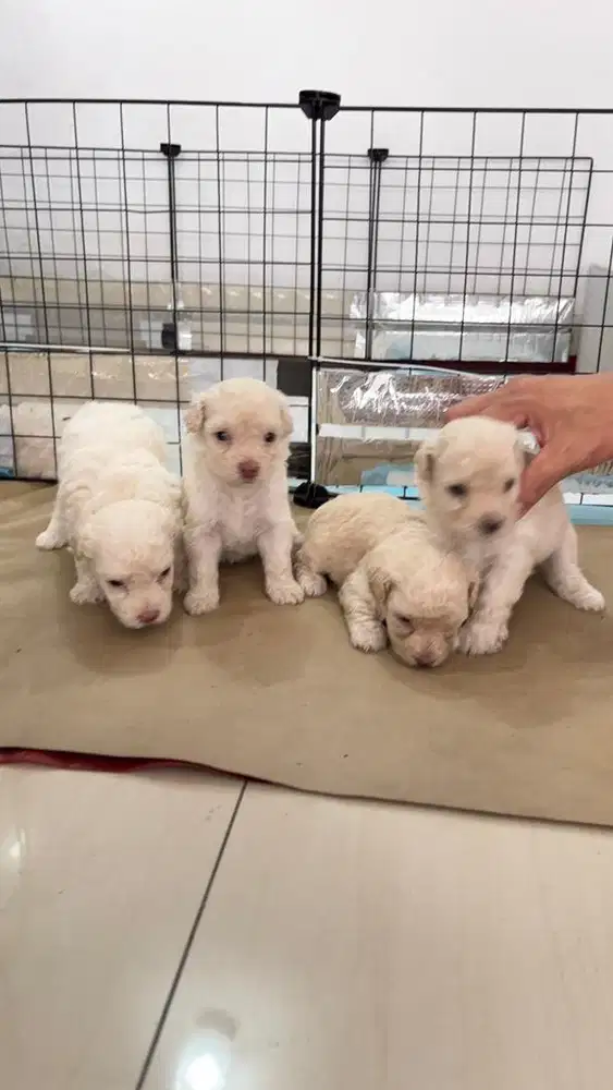 Open Book Toy Poodle