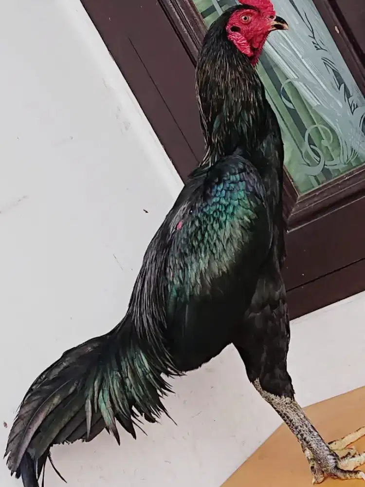 Jantan shamo pama fighter