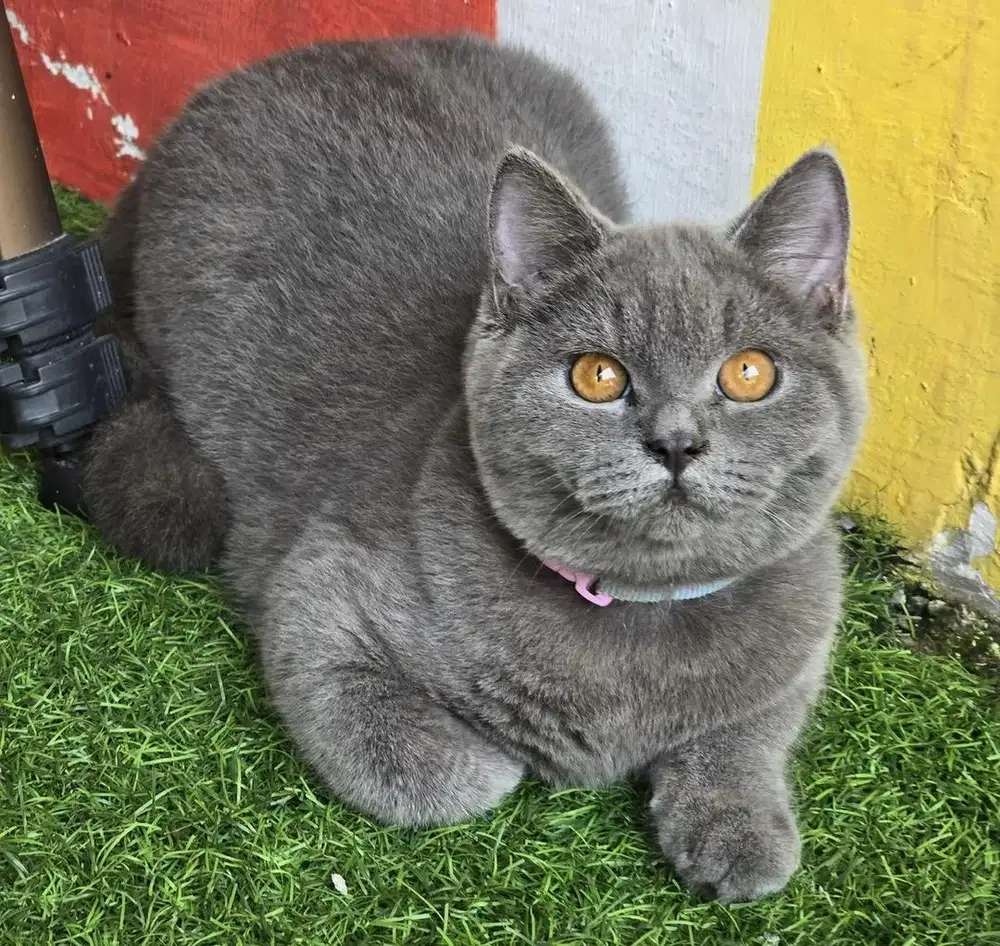 Kucing british shorthair bsh british shorthair