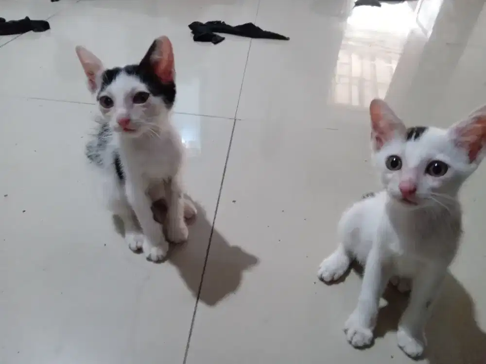 KITTEN JANTAN  MIXDOME