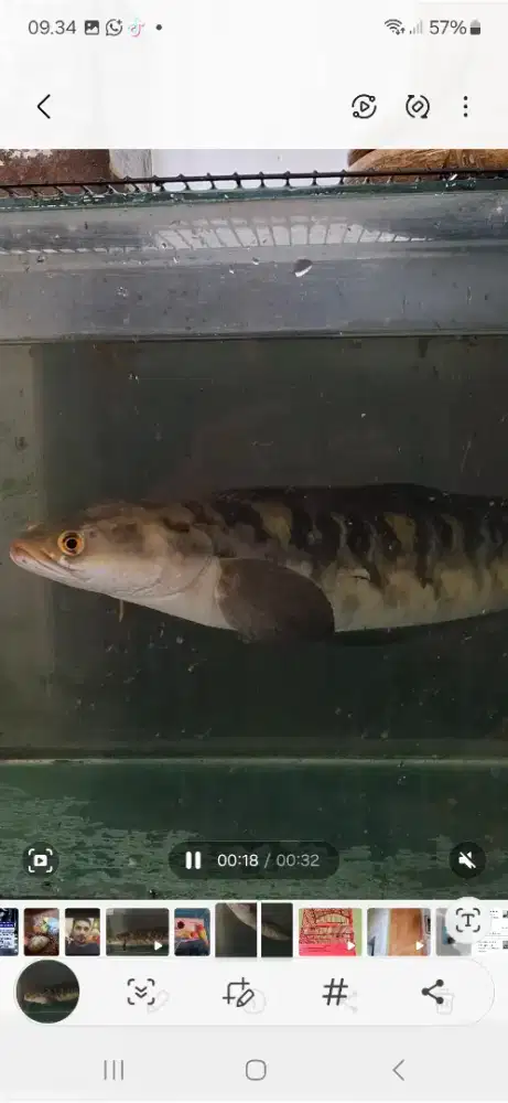 Jual Ikan Channa Maru sehat super galak