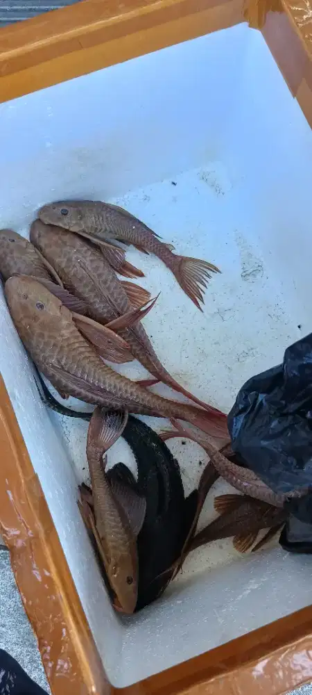 Sapu sapu albino,sakarmut