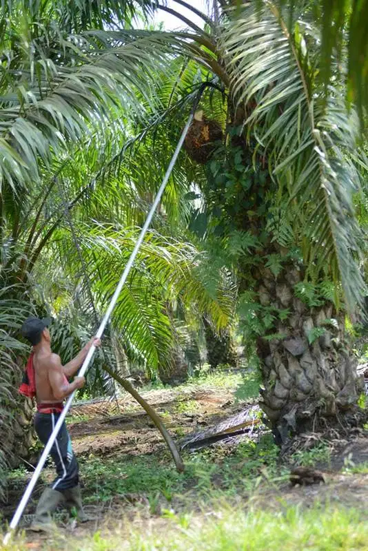 LOKER KERJA DI PERKEBUNAN KELAPA SAWIT