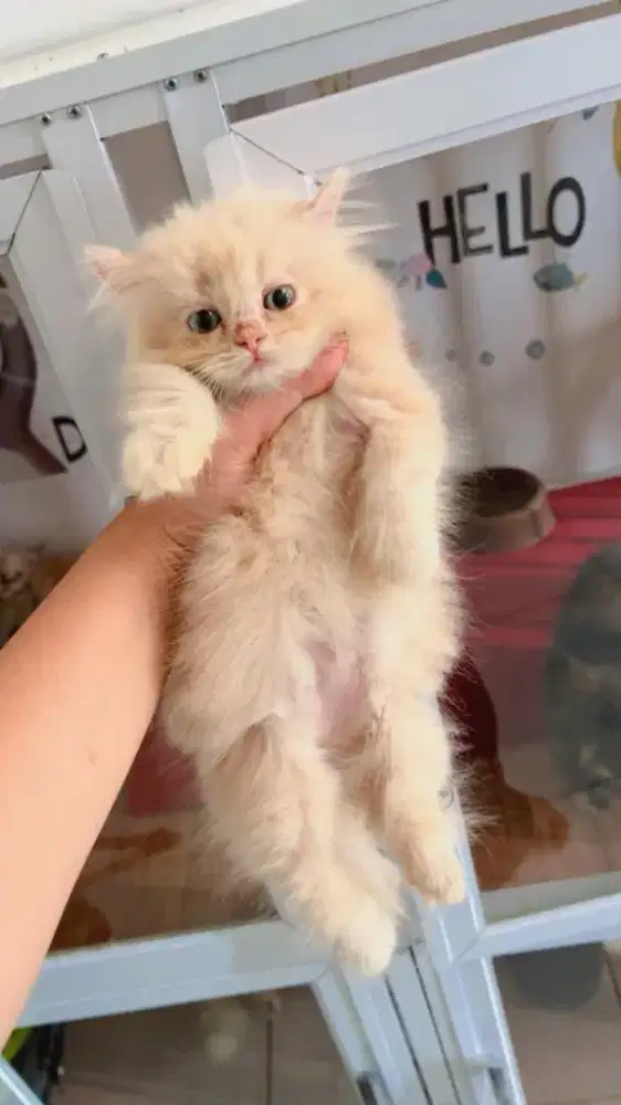 Kitten Munchkin Betina Cream