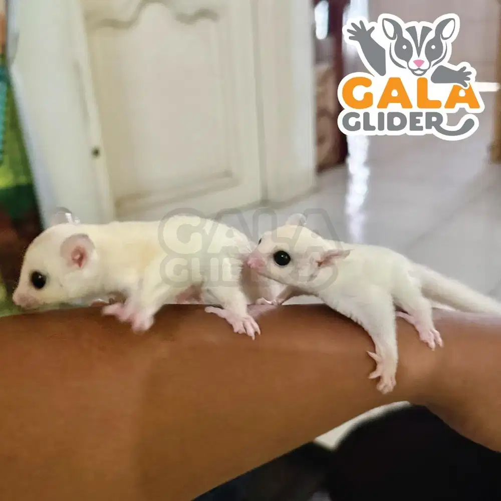 Sugar glider Leu janyay