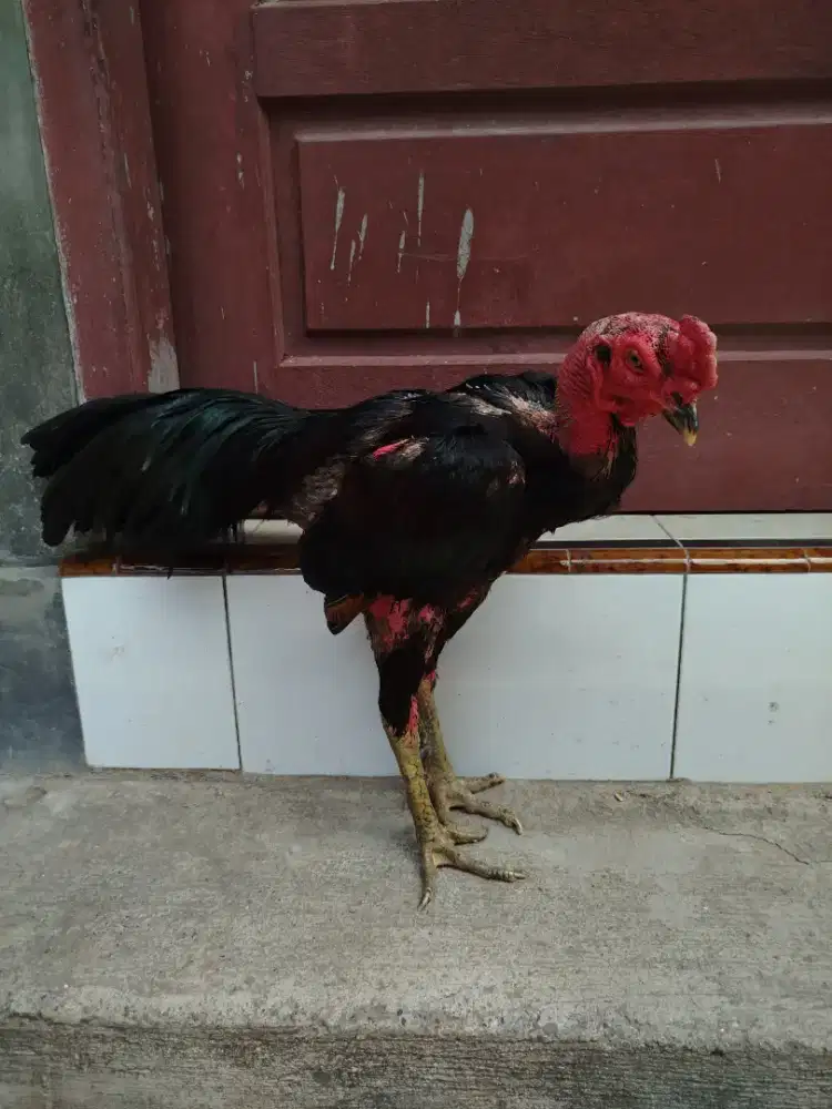 Jual ayam siam aduan