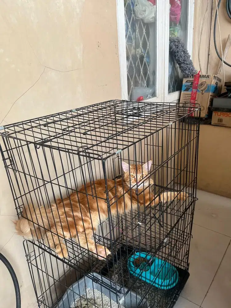 mainecoon pure jantan