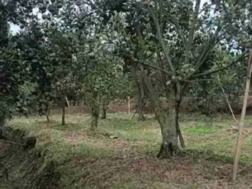 DIJUAL RUGI! KEBUN JERUK DAU POROS JALAN ASPAL DEKAT BEDENGAN BENTUK KOTAK