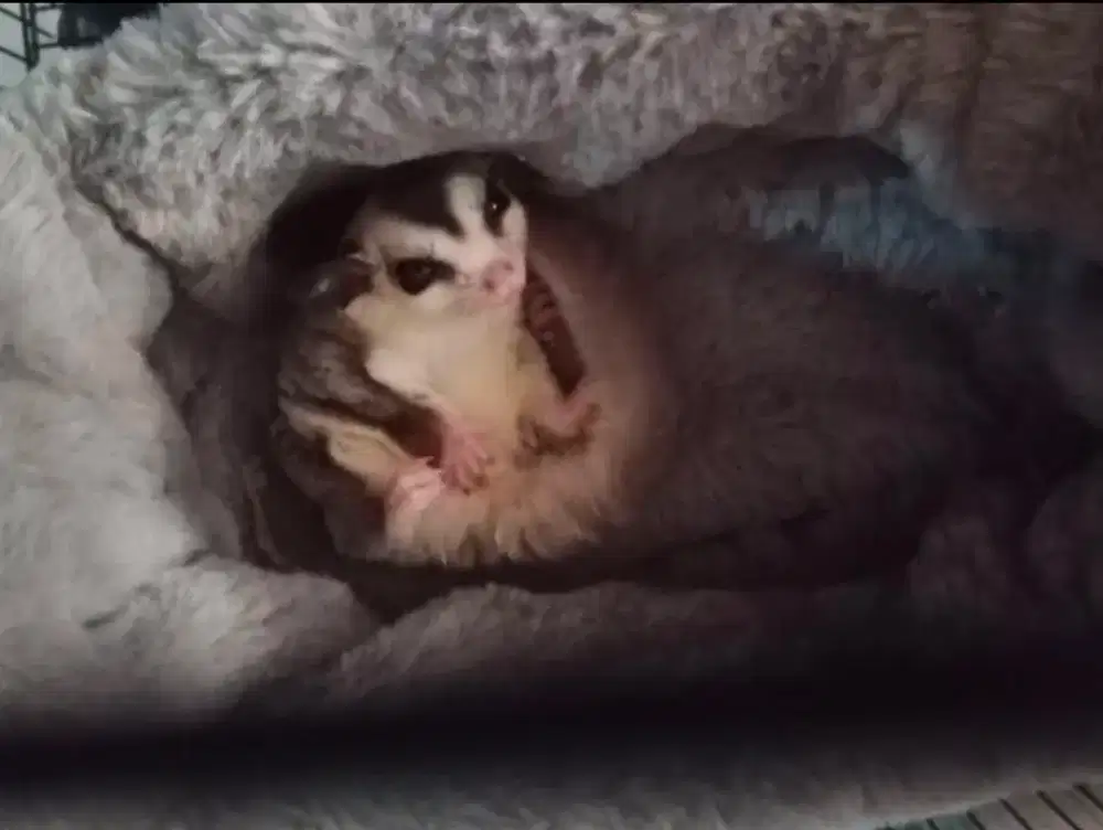 Sugar glider jenis wf