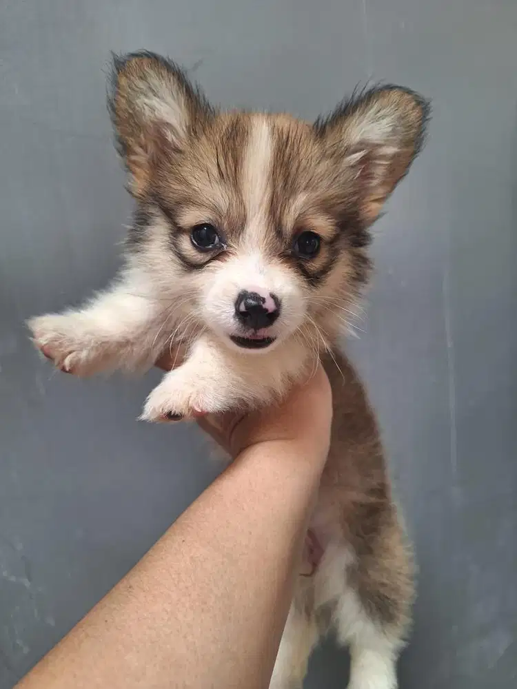 Corgi Tricolor stb vaksin