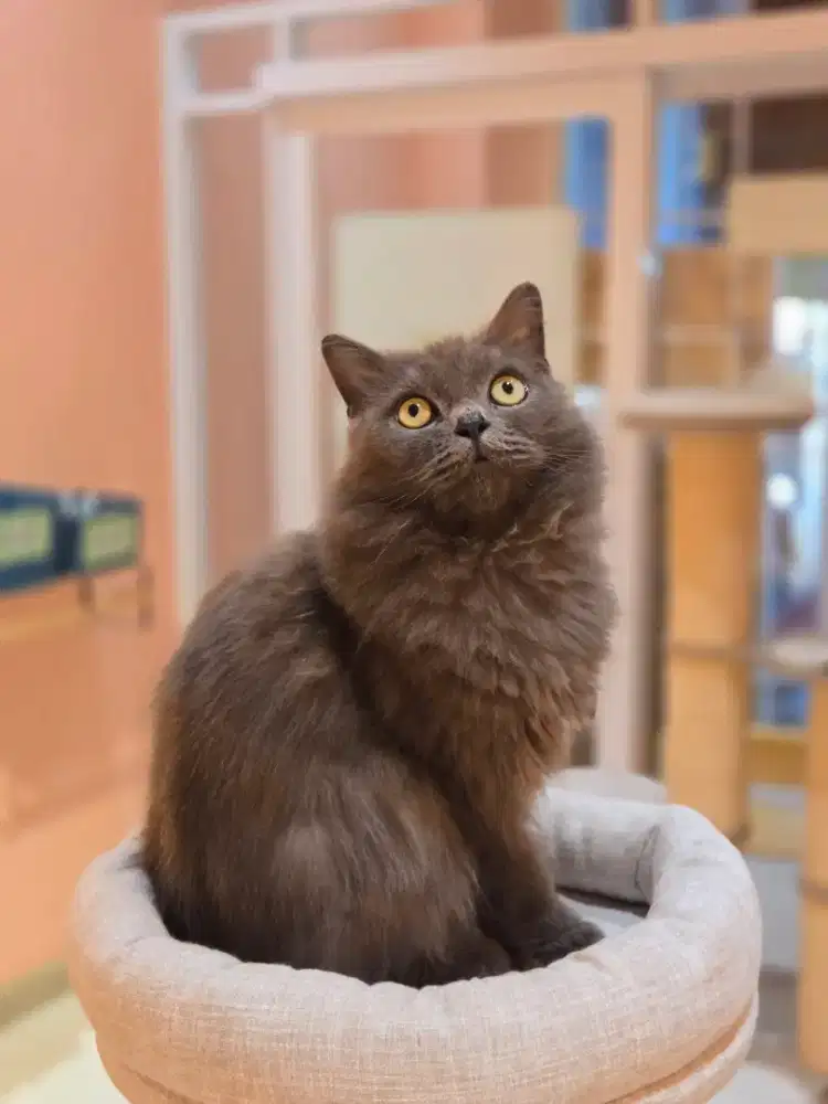 Kucing Persia lucu