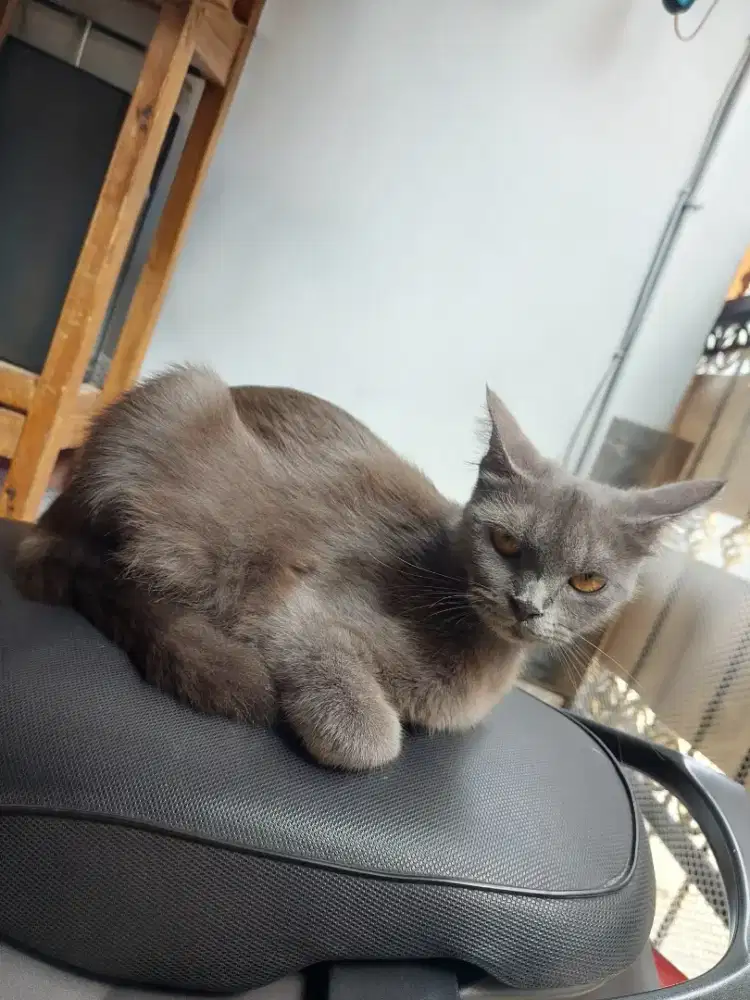 like Russian Blue