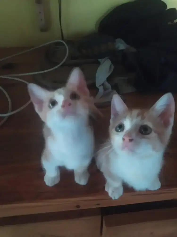 Munchkin Cewek Usia 3 bln