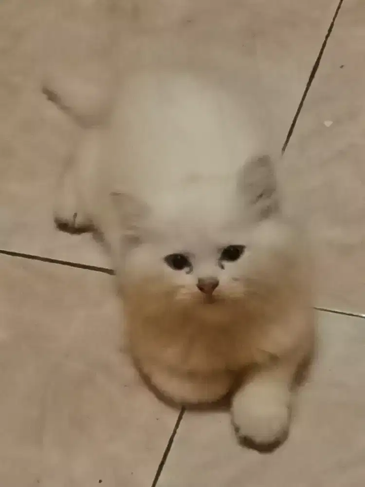 Kitten BLH mix himalaya persia