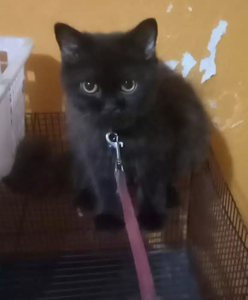 Kitten black smoke