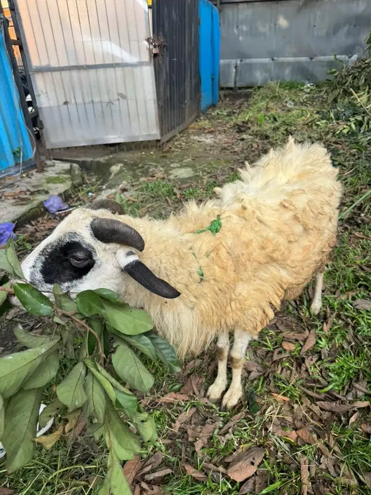 Jual kambing murah