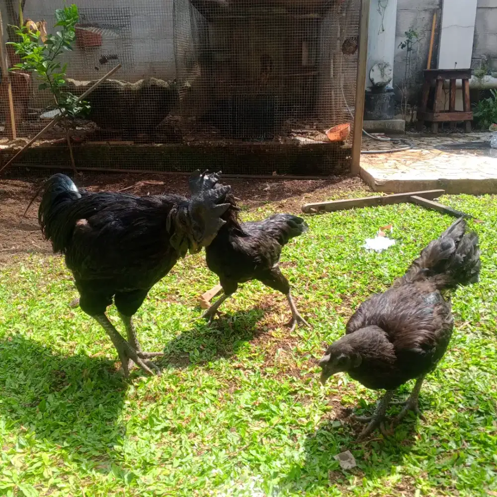 Ayam cemani sepasang