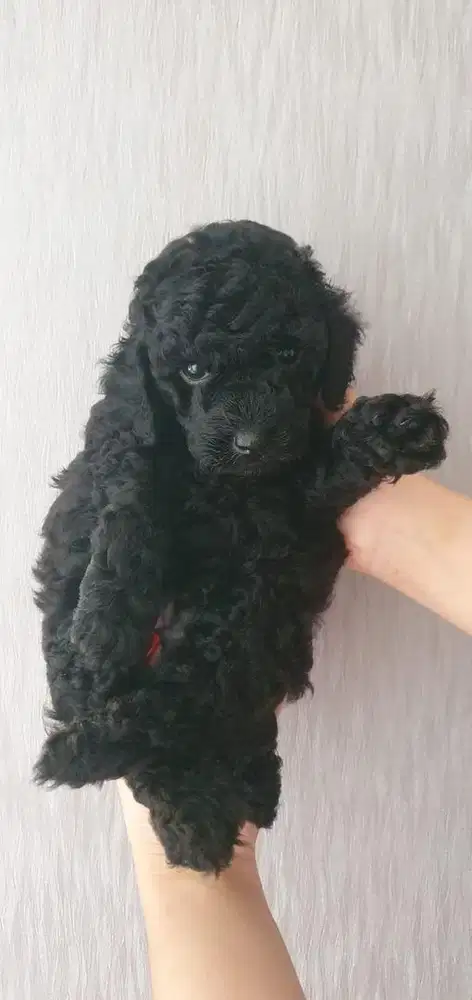 Toy poodle jantan