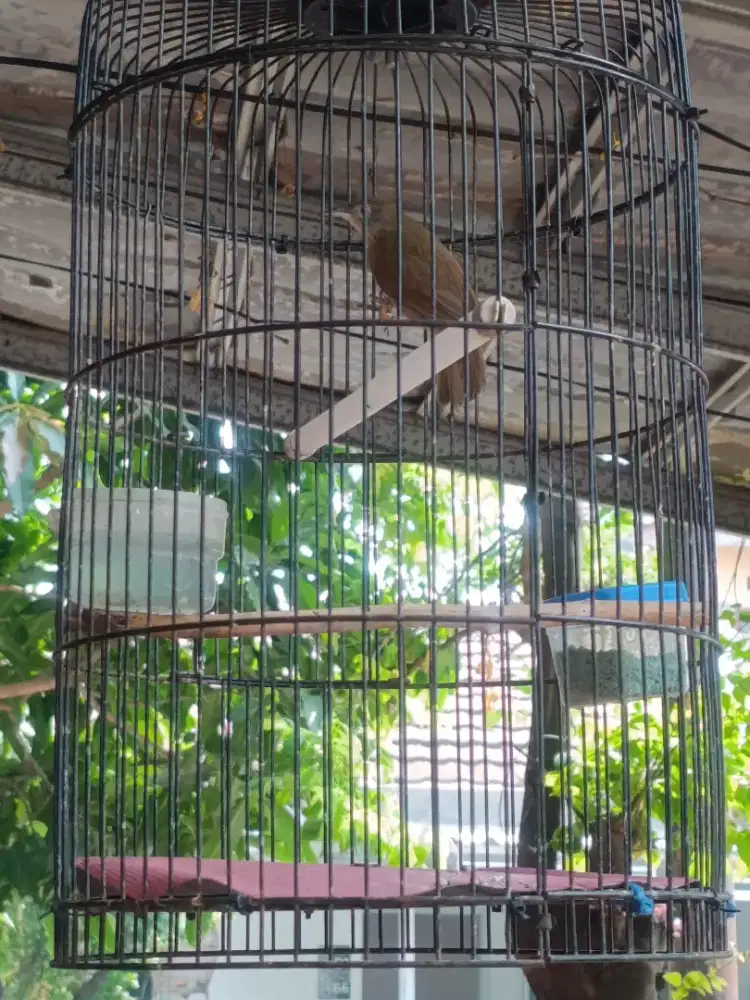 Burung jenggot mini