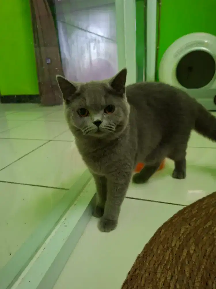 Jual Kucing BSH Betina