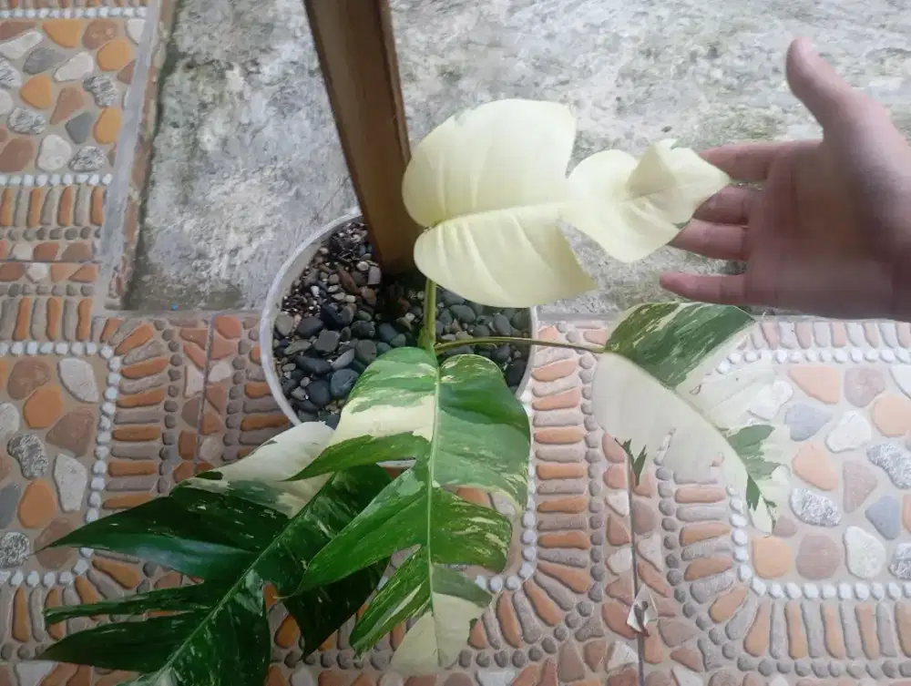 Monstera varigata Thai constellation