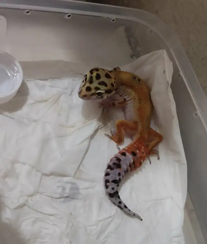 Leopard Gecko Female