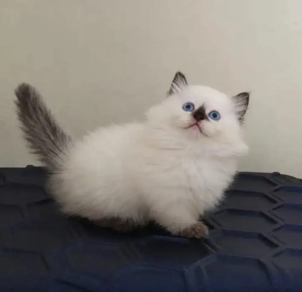Munchkin ragdoll betina berkualitas