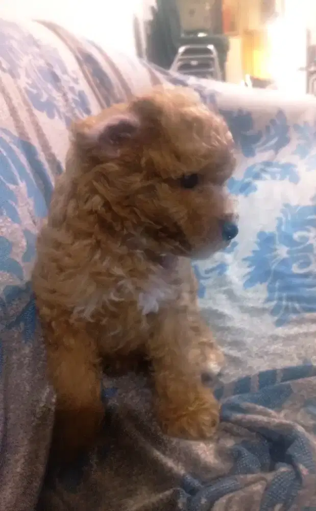 Puppy poodle jantan dan betina umur 2 bulan asli non STB kosongan