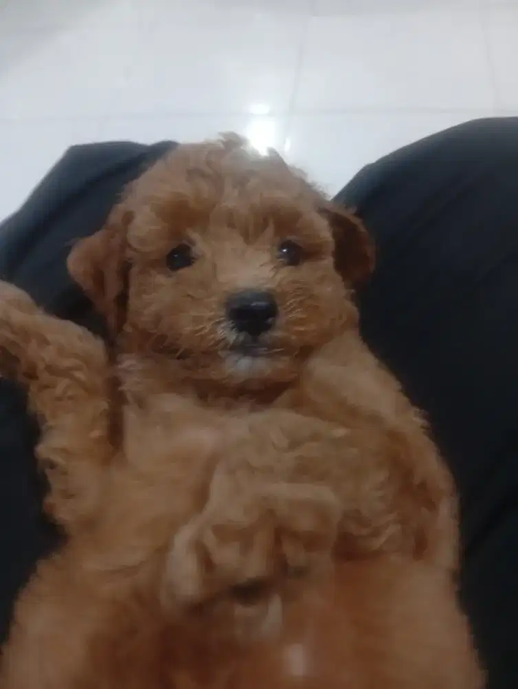 Puppy poodle jantan dan betina umur 2 bulan asli non STB kosongan