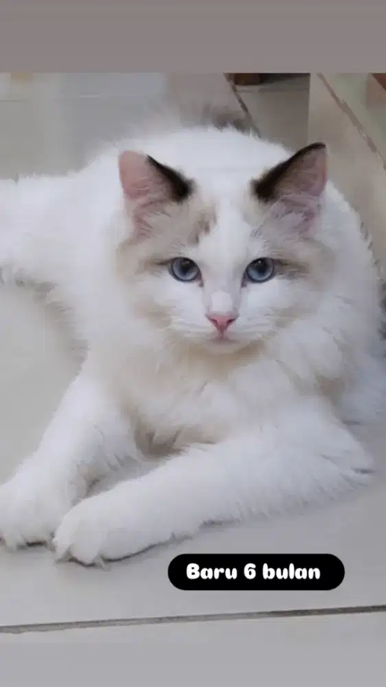 Ragdoll male anakan import