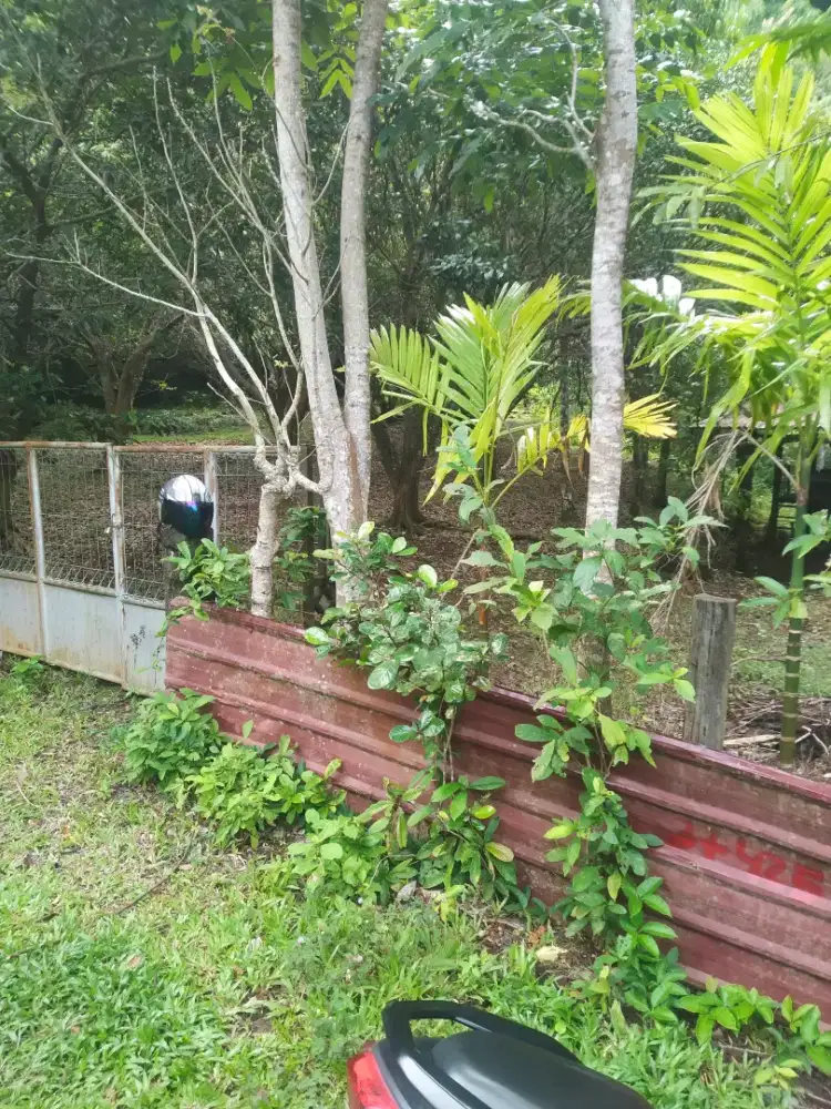 Dijual kebun lokasi sangat strategis