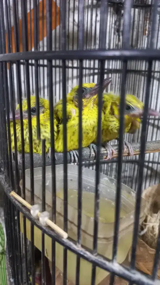 Burung Kepodang Lokal  Anakan