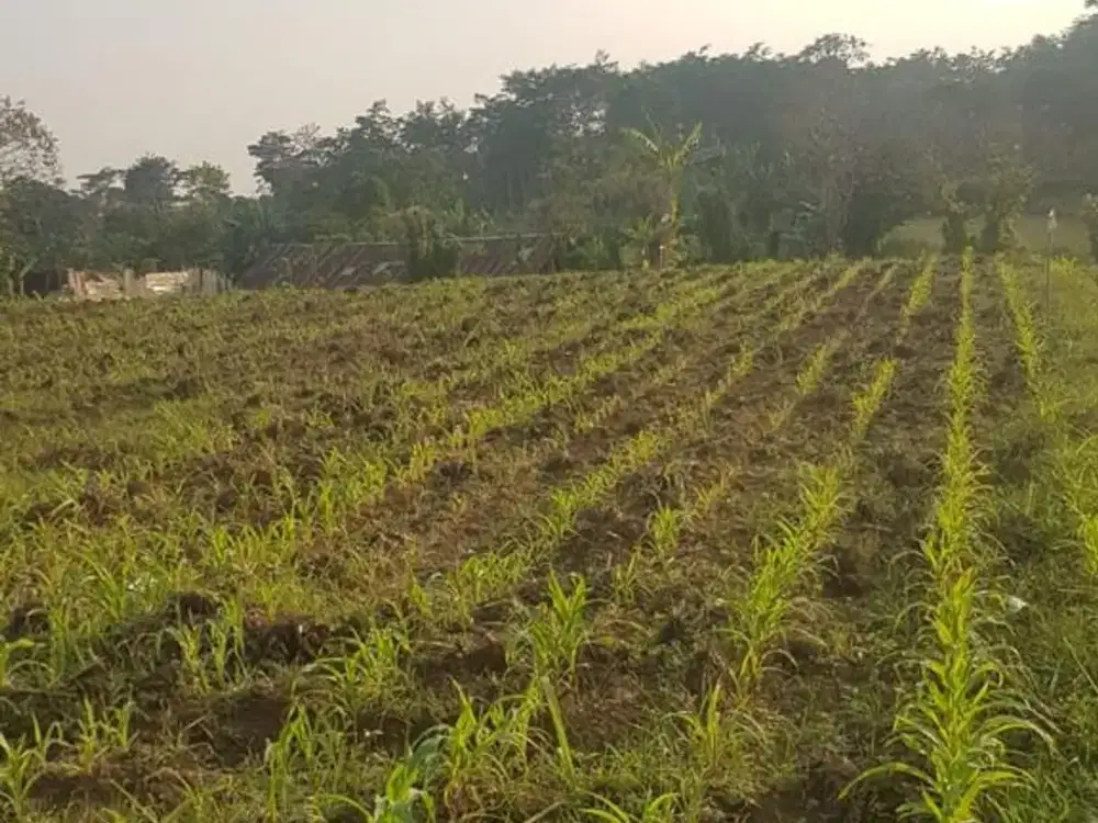 Tanah Strategis 1,5 Hektare di Jl. Gondang Randuagung Singosari. Dekat Gerbang Tol Singosari, Candi Singosari, kawasan industri. MLG00041