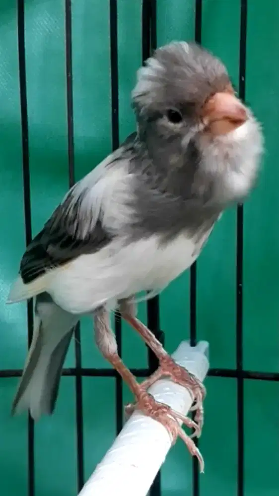 BURUNG KENARI VANDA LOPER METRIS  GACOR DURANSI KADANG ISIAN