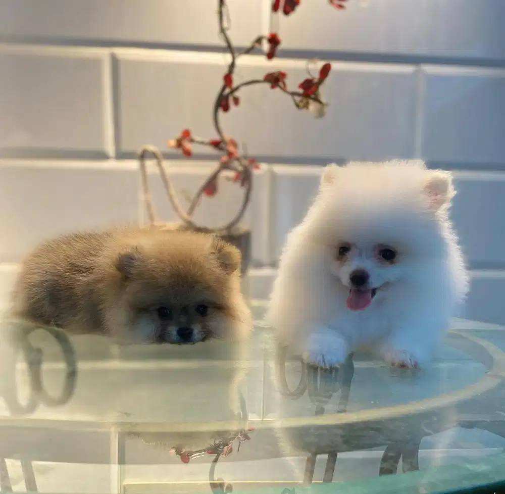 anjing minipom betina high quality