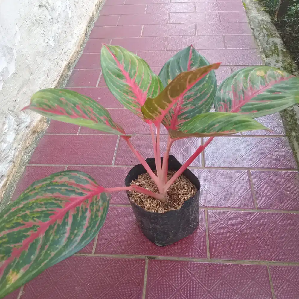 Aglonema Borju Red