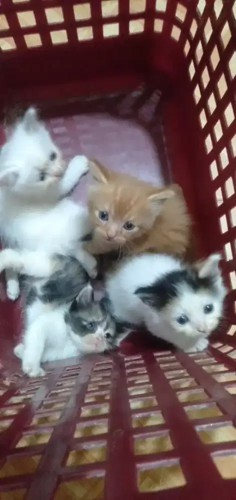Kucing kitten Persia medium mix flatnose