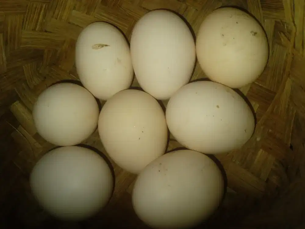 TELOR AYAM KAMPUNG ASLI