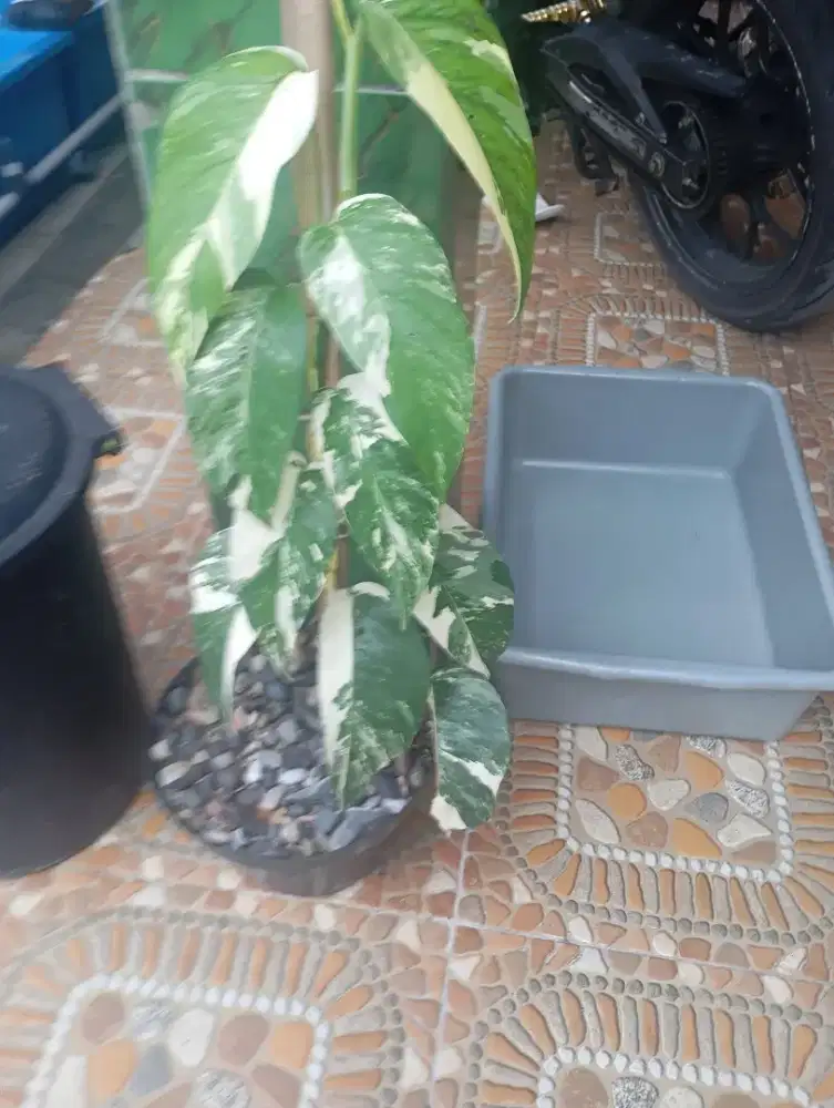 Monstera varigata Thai constellation