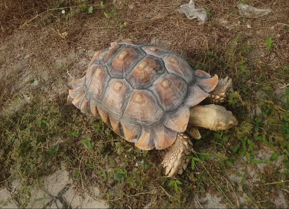 KURA-KURA DARAT SULCATA JANTAN 45 CM UP