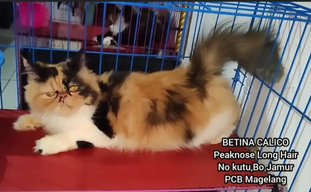 Kucing Persia Peaknose Calico Betina