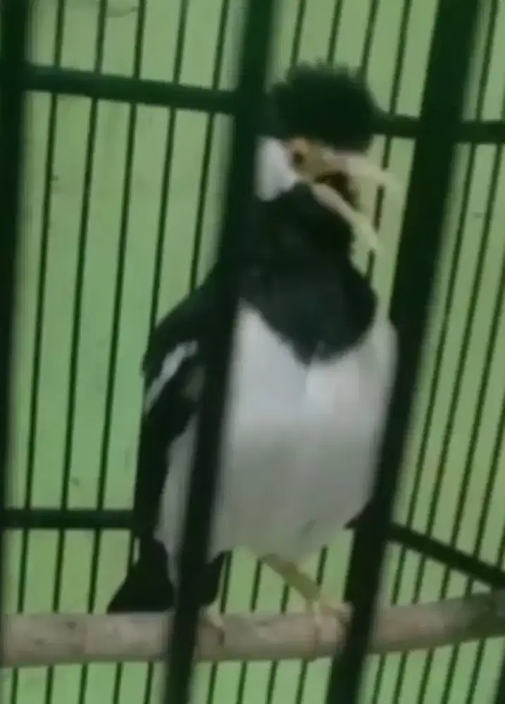 Burung jalak suren gacor