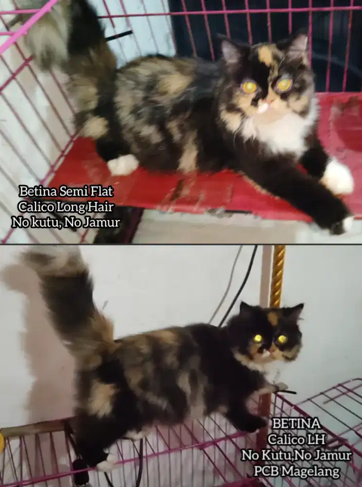 Kucing Persia Semi Flatnose Calico Betina