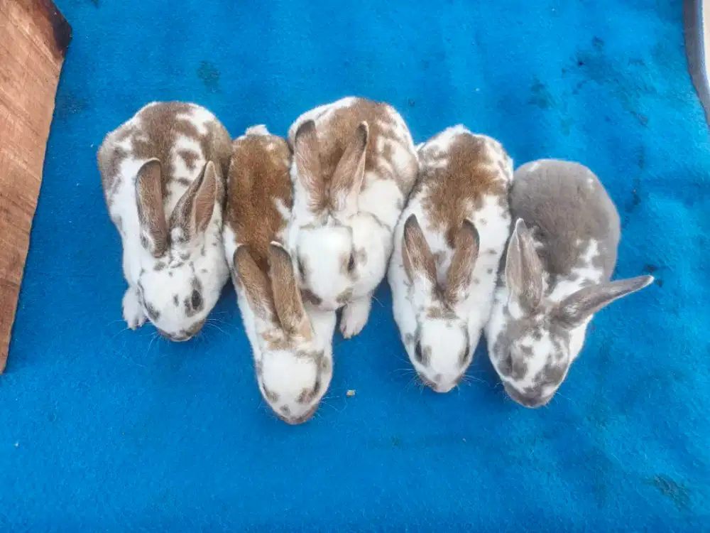 Kelinci hias rex bulu karpet 6 ekor