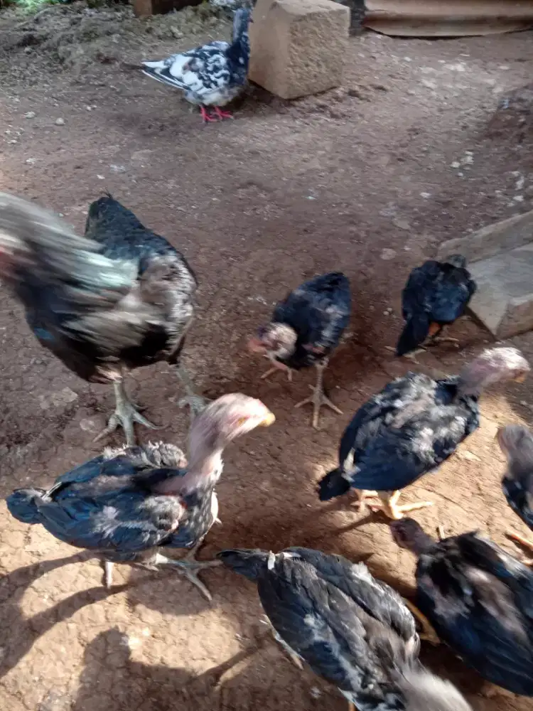 Anak ayam Mangon