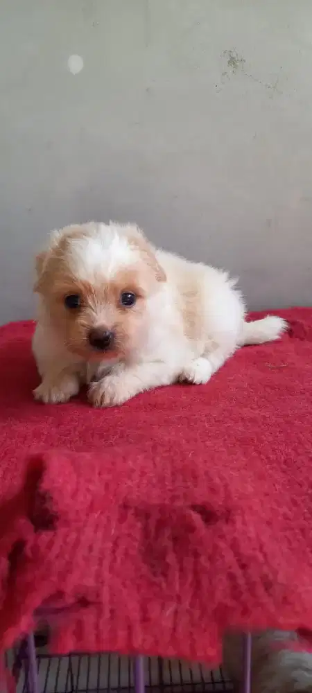 Shitzu poodle gemoy