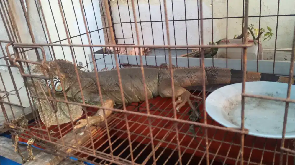 Iguana +-130cm betina