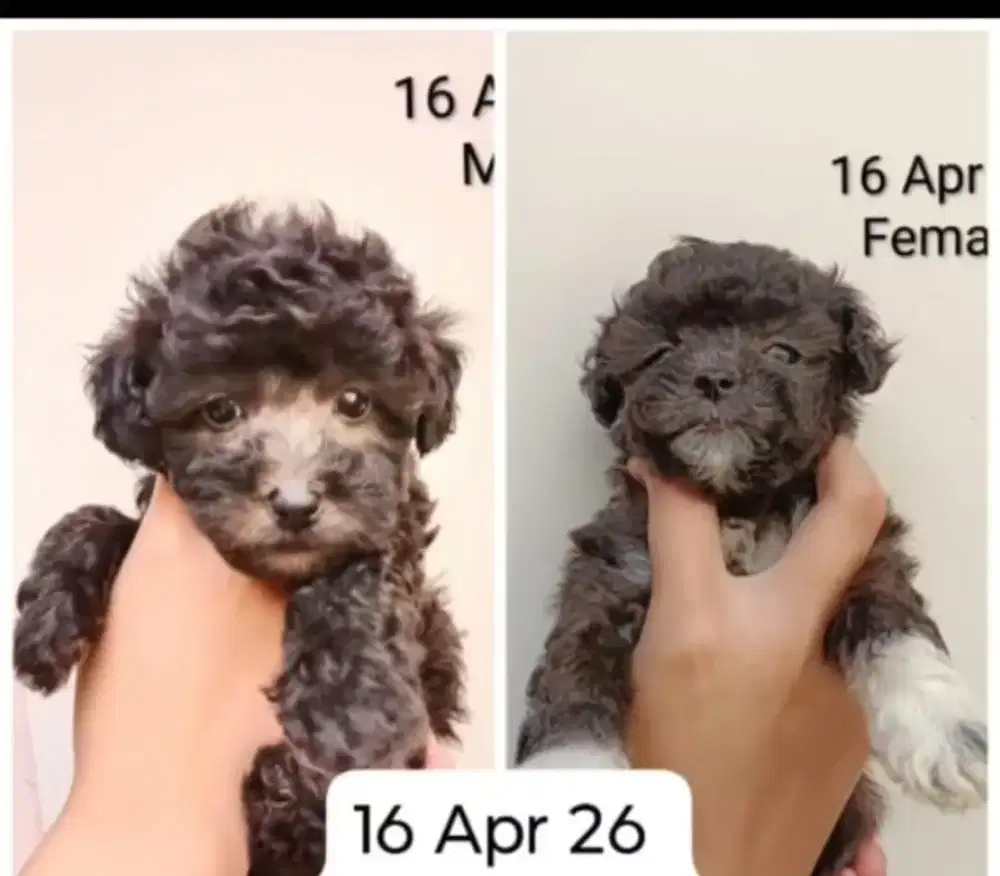 Poodle jantan dan Betina usia 1,5 bulan
