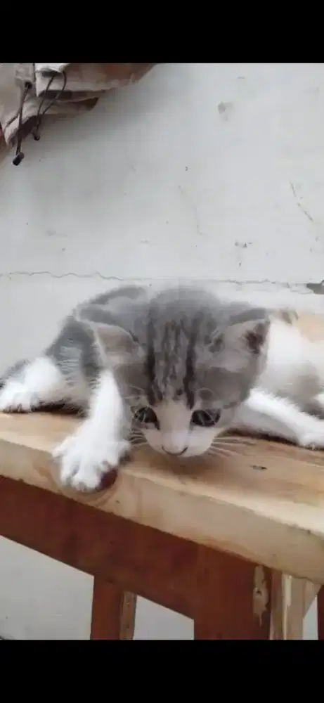 Open adopt anak kucing