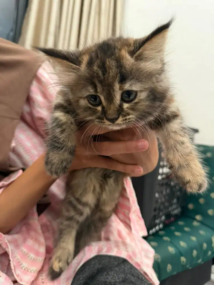 Kitten persia 2bulan
